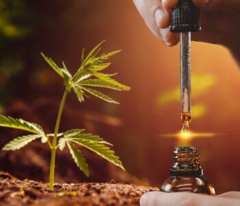 Does CBD Oil Affect the Kidneys?