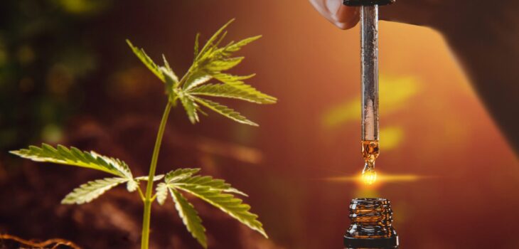 Does CBD Oil Affect the Kidneys?